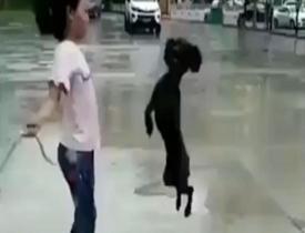 Sahibiyle ip atlayan köpek