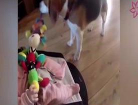 Ağlattığı bebeğin oyuncağını geri getiren köpek