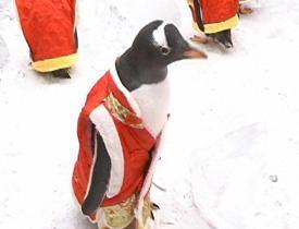 Çinli turistler sevimli penguenlere adeta bayıldı