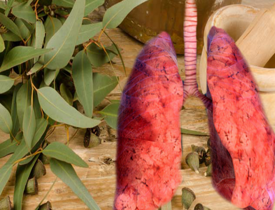 Akciğeri temizleyen bitkiler nelerdir? Okaliptüs faydaları nelerdir?