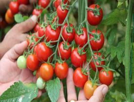 Sahurda domates yemenin faydası nedir? Çiğ domatesin faydaları nelerdir? 
