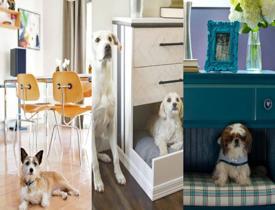 Evcil hayvanlarınız için ev dekorasyonu önerileri