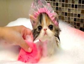 Doğal kedi şampuanı nasıl hazırlanır? Ev yapımı kedi şampuanı tarifi