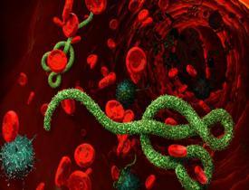 Ebola virüsü nedir? Ebola virüsü nasıl bulaşır? Ebola virüsünün belirtileri nelerdir? 
