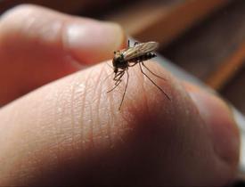 Evde doğal sivrisinek kovucu nasıl yapılır? Doğal sinek kovucu tarifleri