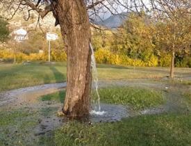 150 yıldır gövdesinden su akan dut ağacını görenler şaşırıyor! 