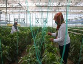 TİGEM'den kadın gücüyle yerli ve milli tohum üretimi