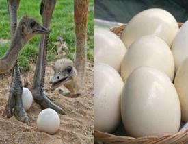 Kalsiyum bakımından zengin: Deve kuşu yumurtasının faydaları nelerdir? Nasıl tüketilir?
