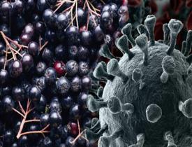 Bakteri ve virüsleri vücuttan atar! Aronya meyvesi faydaları nelerdir? Aronya nasıl yenir?