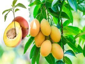 Mango çekirdeği nasıl çimlendirilir? Mango çekirdeği nasıl ekilir