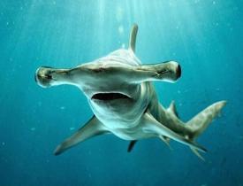  Korkutan görüntüler! Florida kıyılarının açıklarında çekiç kafalı köpekbalığı...