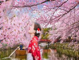 Sakura ne anlama geliyor? Sakura çiçeği nedir Sakura çiçeğinin bilinmeyen özellikleri