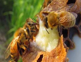 Koronavirüs ile değeri arttı! Bağışıklığı güçlendiren arı sütü