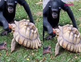 Elmasını kaplumbağayla paylaşan şempanze beğeni rekoru kırdı!