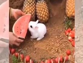 Sevimli tavşanın karpuz yiyişi izleyenlere tebessüm ettirdi