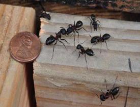 Karıncaları öldürmeden kovmak mümkün mü?