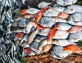 Eylül ayında hangi balıklar tüketilmeli? Balıkların vücuda etkileri nelerdir?