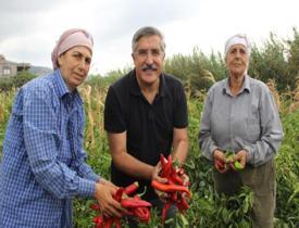 Hatay'ın meşhur lezzeti! Samandağ biberinin son hasadı yapıldı