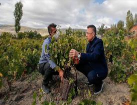 Cumhurbaşkanı Yardımcısı Fuat Oktay, memleketi Çekerek'te üzüm hasadına katıldı