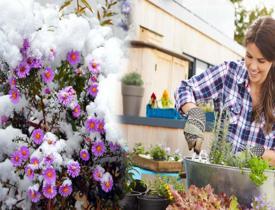 Kışın çiçeklere nasıl bakım yapılmalı? Kışın balkon çiçekleri nasıl korunur? Kış çiçeği bakımı