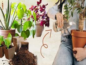 Bitki bakımı nasıl yapılır? Evde bitki bakımını kolaylaştıracak pratik öneriler
