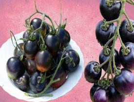 Kanserin baş düşmanı: Siyah domates nedir? Siyah domatesin faydaları nelerdir?
