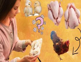 Organik tavuk ile normal tavuk arasındaki fark nedir? Organik tavuk nasıl anlaşılır