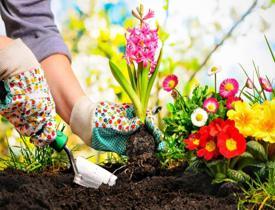 İlkbahar mevsiminde ekilecek olan çiçekler nelerdir? Bahar aylarında ekilecek bitkiler