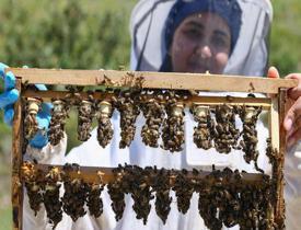 Yetiştirdiği kraliçe arılarla bal üretimine katkı sağlıyor