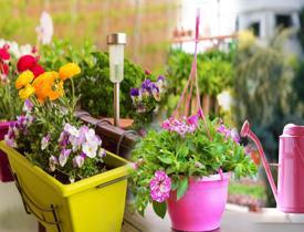 Yazın balkonlarınızı ve bahçelerinizi süsleyecek çiçekler!Bahçe ve balkonlar için yaz çiçekleri