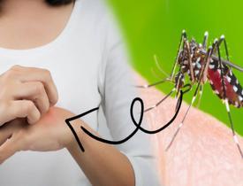 Alarm verildi! Zika virüsü tehlikesi artıyor: Zika virüsü nedir ve nasıl bulaşır?