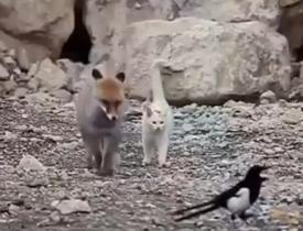 Günün pozitif videosu! Van Gölü kıyısında tilki, kedi ve saksağan bir arada görüldü