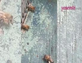 Kovanlarının girişlerini koruyan bekçi arılar izleyenleri hayrete düşürdü!