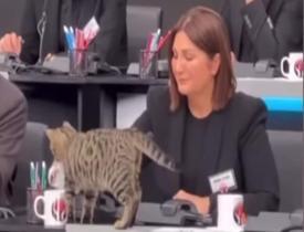 Türkiye Tek Yürek Kampanyası'nda içleri ısıtan görüntüler! Bir kedi Sibelcan'ın bardağından...