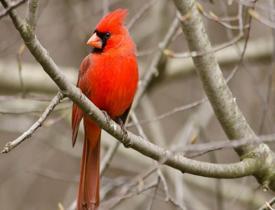 Muhteşem ötüşüyle dinleyenleri mest eden kardinal kuşu!