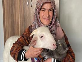Ümmiye Güzel kuzuyla oy kullanmaya gitmişti! ‘Pamuk’ Başkan Erdoğan’ın zaferini kutladı