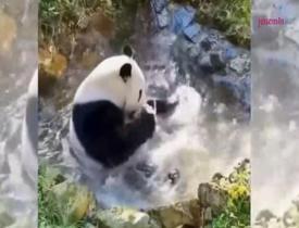 Suyun tadını çıkaran sevimli panda yüzlerde tebessüm oluşturdu