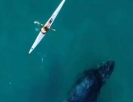 Dev kambur balina okyanustaki kano sporcusuna böyle eşlik etti
