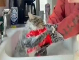 Kedi ve sahibinin banyo mücadelesi görenleri hayrete düşürdü!