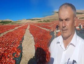 Malatya'da kurutmalık domates hasadı başladı!