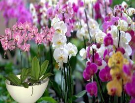 Orkide bakımı nasıl yapılır? Orkide çiçeği nasıl çoğaltılır?Orkide çiçeklerinin sevmediği 5 şey