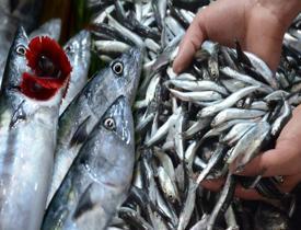 Bayat balık nasıl anlaşılır? Uzmanlardan uyarı: Karın kısmı bu şekildeyse satın almayın 