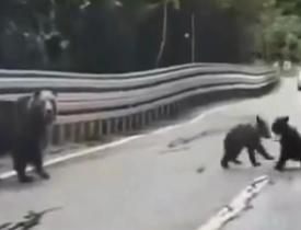 Kastamonu'da yol kenarında oyun oynayan yavru ayılar kameralara yansıdı!