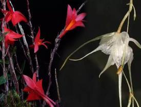 2023 yılının esrarengiz bitkileri keşfedildi! 74 yeni bitki ve 15 mantar türü ortaya çıktı