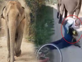 Tayland'da akılalmaz olay! Fil sahibini ezerek öldürdü