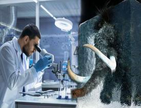 DNA örnekleri arasında bir ilk! 52.000 yıllık bir yünlü mamutun genomu keşfedildi