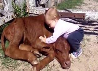 Minik kızın yavru inek sevgisi