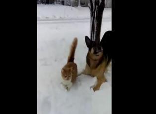 İlk kez kar gören kediye köpekten tuzak!