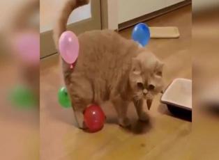 Sevimli kedinin balonlarla imtihanı