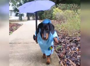 Şemsiyesiyle yağmurun keyfini çıkaran köpek